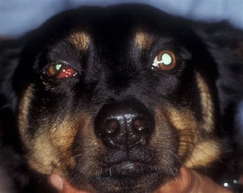 Image Orbital Cellulitis Acute Onset Dog Msd Veterinary Manual