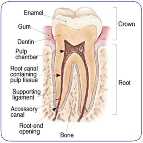 Because root canals also remove the pulp, the teeth involved can no longer function as living things. Root Canal Therapy