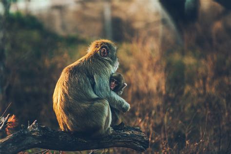 Download Baby Animal Primate Animal Monkey 4k Ultra Hd Wallpaper