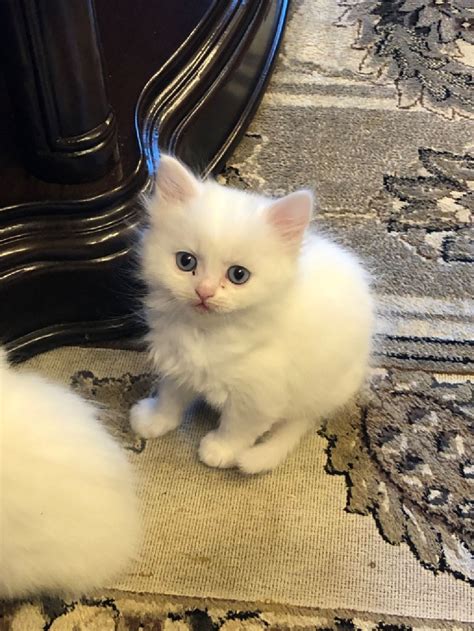 Persian Chinchilla And Turkish Angora Mix Kittens For Sale ~3 Months Old