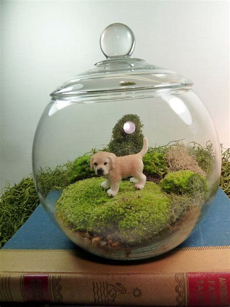 Small Covered Vase Terrarium Lab Dog Moss By Mossterrariums