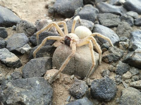 Arizona Huntsman Seen Near Quartzsite Az Spiders