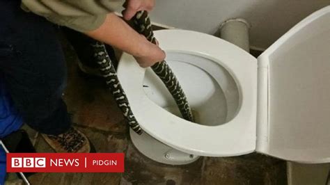 How Snake Bite Woman Bum Bum For Toilet Bbc News Pidgin