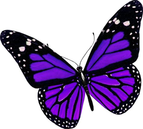 Download High Quality Butterfly Clipart Purple Transparent Png Images