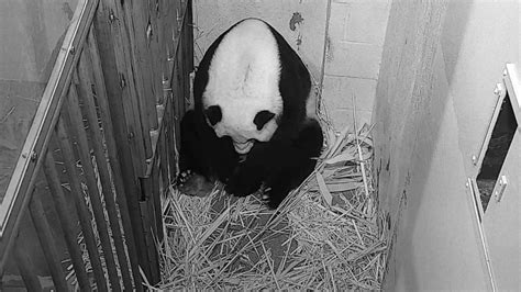 National Zoo Announces Birth Of New Giant Panda Cub Good Morning America