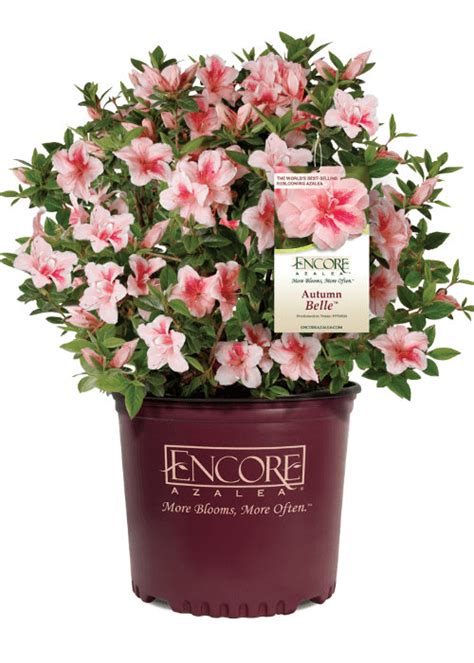 Autumn Belle Encore Azalea Order Online Azalea