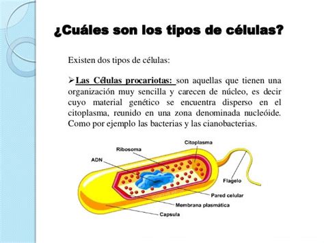 Presentación Sobre Las Células Definición