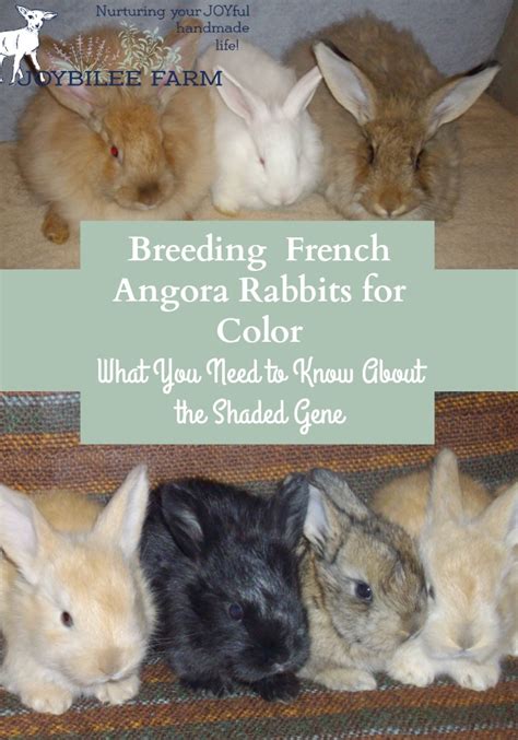 Angora Rabbit 101 Bunny Colour Genetics Part 3 The