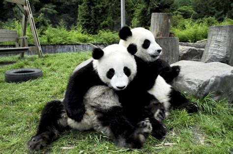 Scientists Discover Pandas Sing To Each Other For Sex