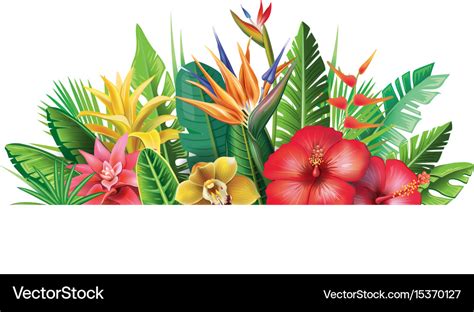 Banner From Tropical Plants Royalty Free Vector Image