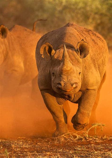 How Fast Can A Rhino Run All 5 Species Speedsreasons Storyteller