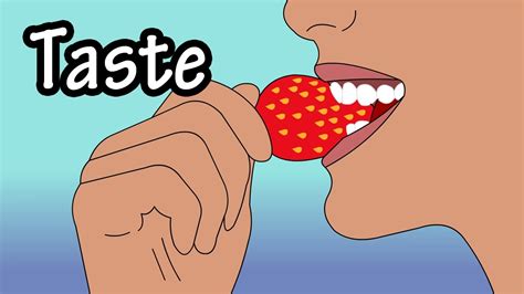 How Does Taste Work How Do Taste Buds Work Youtube