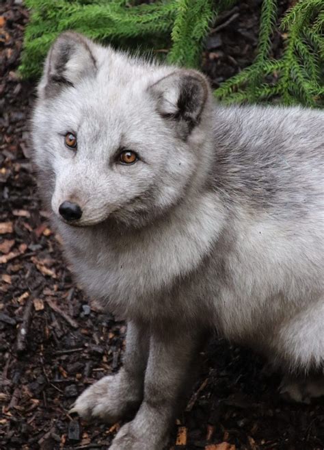 Arctic Fox Tommy Dudley Zoo And Castle