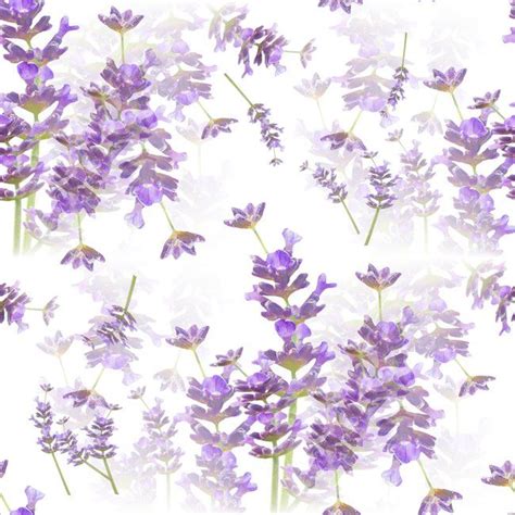 Lavender Bouquets On White Background Decor Society6 Buyart Acrylic