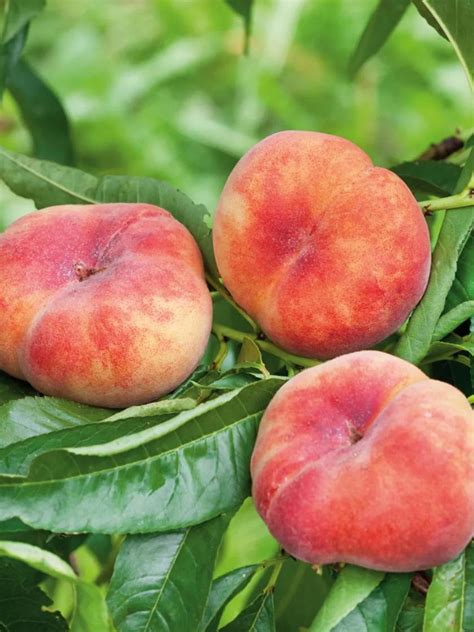 Galaxy Donut Peach Tree Bare Root For Sale