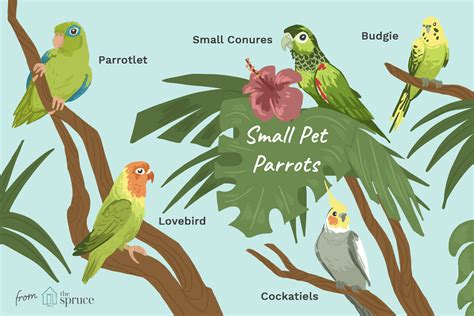 A List Of 5 Types Of Small Parrots