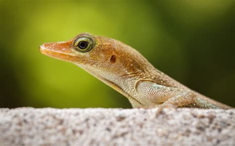 Wallpaper Nature Wildlife Beak Gecko Lizard Fauna Vertebrate