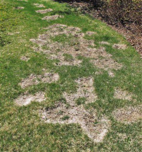 Colorado Lawn Fungus And Disease Control By Organo Lawn