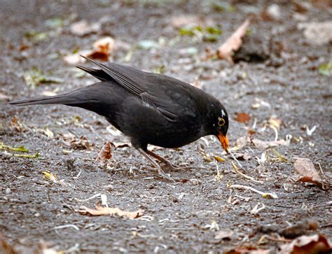 Mr Spotty The Blackbird Male Blackbird Turdus Merula Wi Flickr