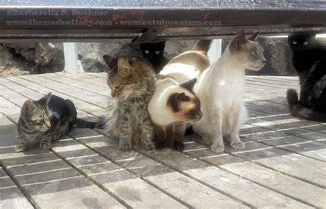 Lanzarote Feral Kitties Get Chicken The Mad Cat Lady