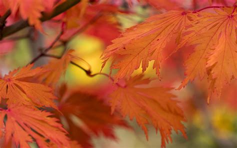 Download Wallpaper 3840x2400 Leaves Bright Autumn Macro 4k Ultra Hd