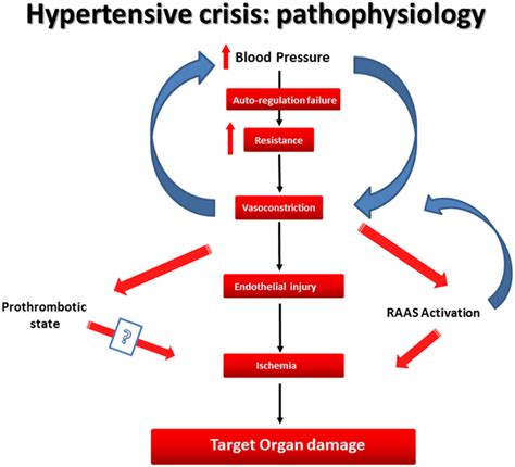 The Pathophysiology Of Hypertensive Crisis Download Scientific Diagram