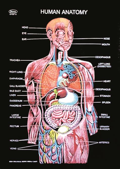 Human Body Systems Anatomical Charts Anatomy Chart Poster Gambaran
