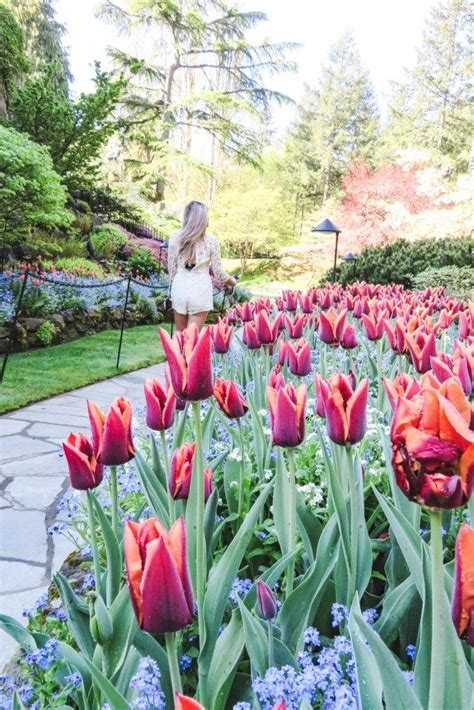 A Woman Is Walking Through A Garden Full Of Red Tulips And Blue Flowers