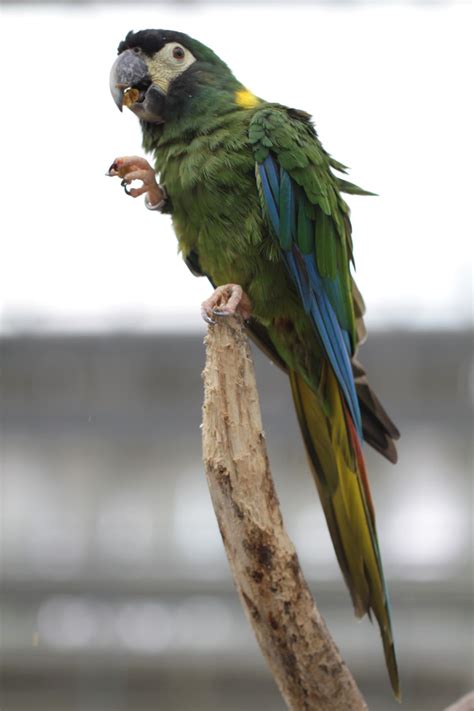 Guide To Mini Macaws As Pets