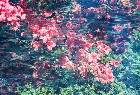 Pink Azalea Flowers Blooming Underwater By Stocksy Contributor