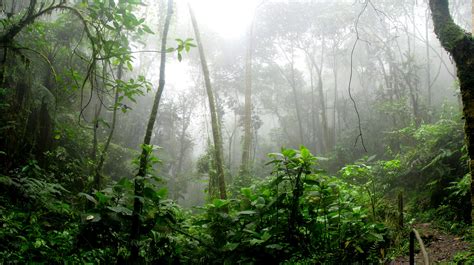 Free Images Amazon Branches Dawn Environment Fern Flora Fog