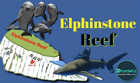 Elphinstone Reef Diving Divewiz Diving Center In Hurghada