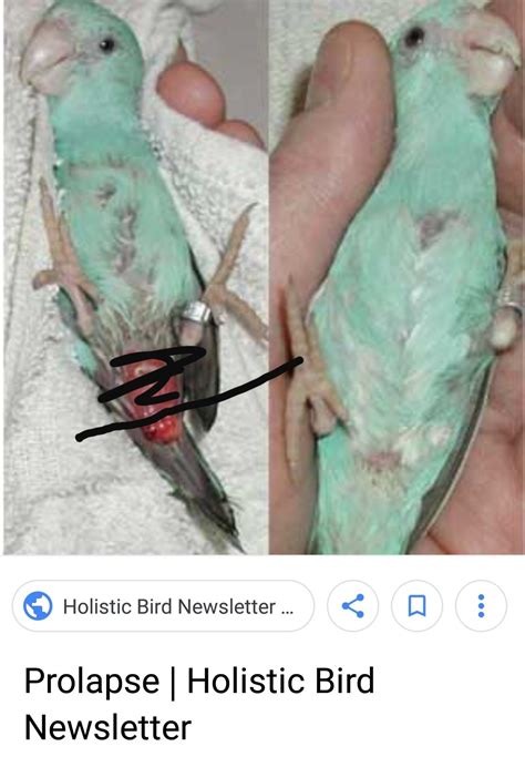 Parakeet Bleeding Anus