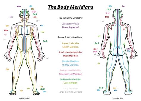 Meridian System Description Chart Male Body Accent On Health Wellness