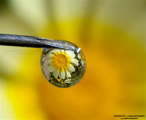 40 Awesome Examples Of Water Drop Photography Photography Graphic