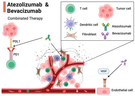 Mechanism Of Action Of Atezolizumab And Bevacizumab In The Tumor