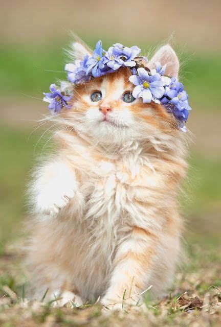 Cute Cat With Flower Crown Lee Has Gray
