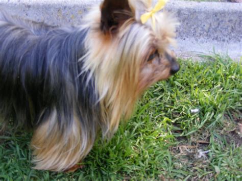 Yorkies are small dogs and they have specific dietary requirements to keep them healthy and happy. Magnum - sire - QTPie Kennels - Yorkshire Terrier puppies ...