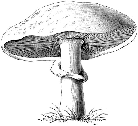 Free Vintage Image Mushrooms Page And Clip Art Old Design Shop Blog