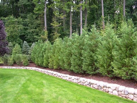 Best Trees And Plants For Privacy Truesdale Landscaping