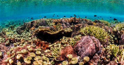 Why Protecting Coral Reefs Matters Unep Un Environment Programme