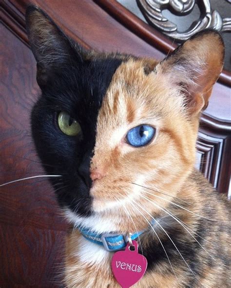 Venus The Chimera Cat Is Unlike Any Animal Youve Ever Seen