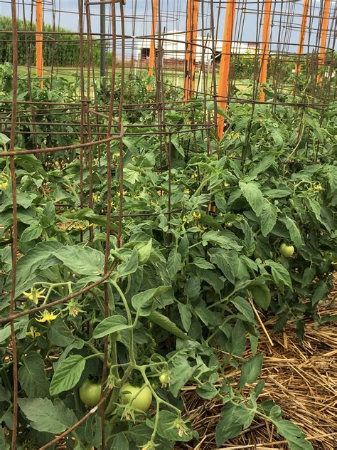 Yard And Garden Staking Tomatoes News