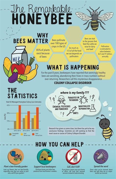 An Info Poster With Bees Honeybees And Other Things To Know About Them