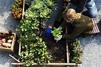 Your Guide To Organic Gardening | FOOD MATTERS®