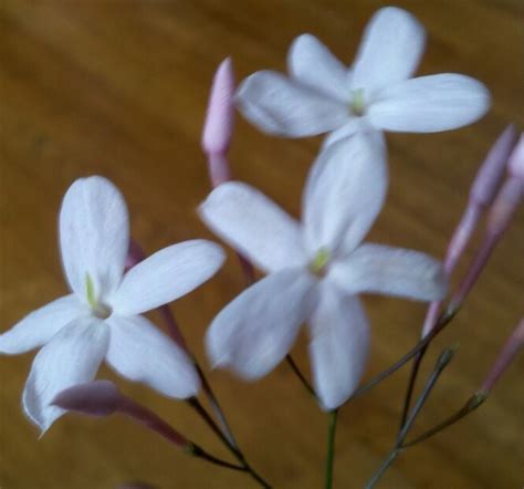 White Five Petal Sweet Smelling Flower Flowers Forums