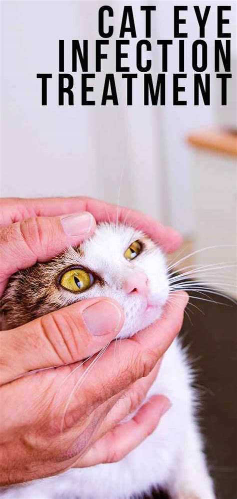 Cat Eye Infection Home Remedies Signs And Symptoms