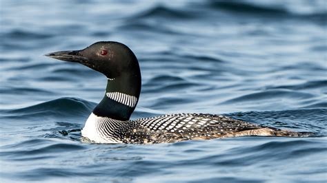 Loons Fall From The Sky In Wisconsin Late April Cold Snap To Blame