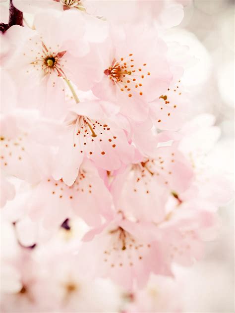 Cherry Blossom Ipad Wallpaper By Hoatongoc On Deviantart