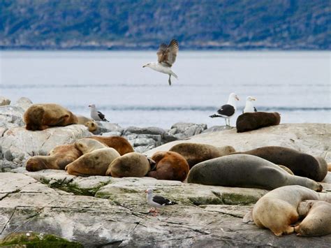 Sea Lions And Seagulls Nap Together At The Land Of Fire